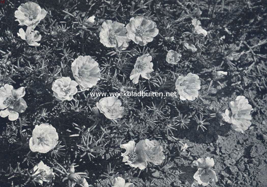 Portulaca Grandiflora (Uit: 