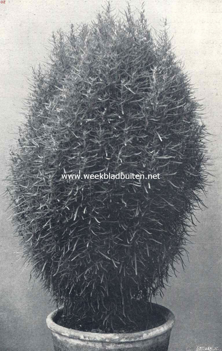 Kochia Trichophylla