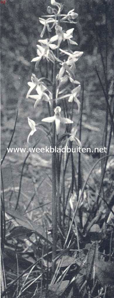 Welriekende nachtorchis