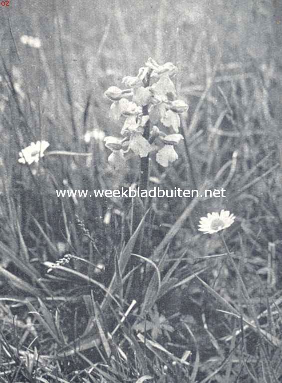 Harlekijnorchis