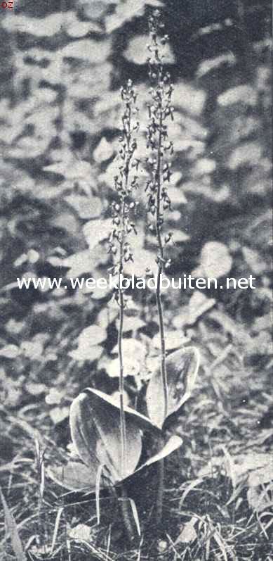 Keverorchis