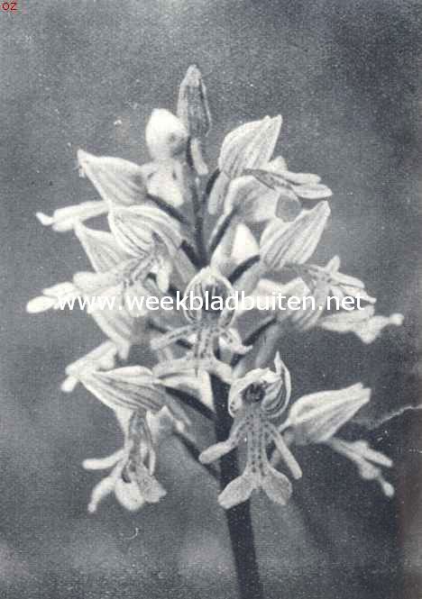 Soldaatjes-orchis