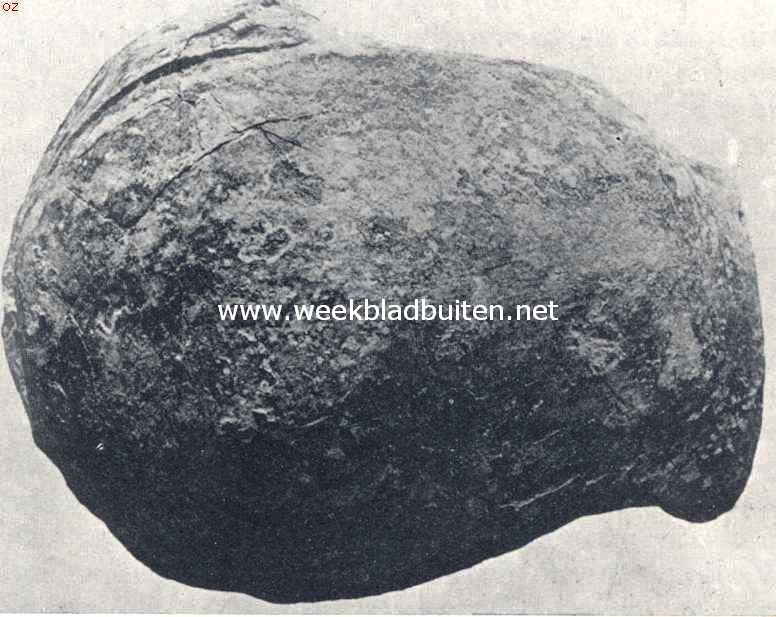 Schedeldak van den Ngandongmensch van boven bezien. Let op de postorbitale insnoering (insn. Boven achter de oogholten) (N. Oppenoorth)