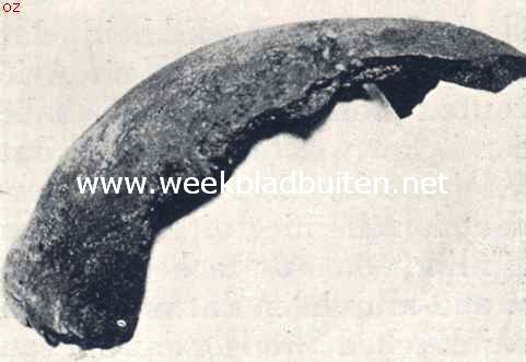 Het schedeldak van den 