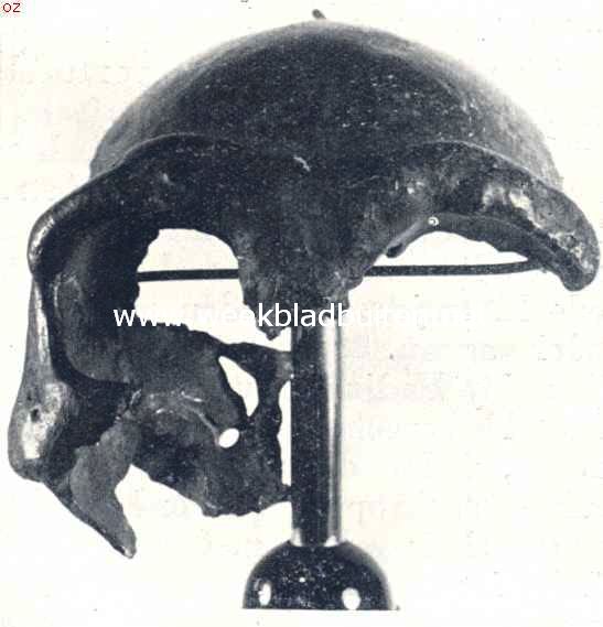 Schedelfragment van Galilea. Men lette op het laagwijkende voorhoofd en de goed ontwikkelde torus supra-orbitalis (Eigen photo)