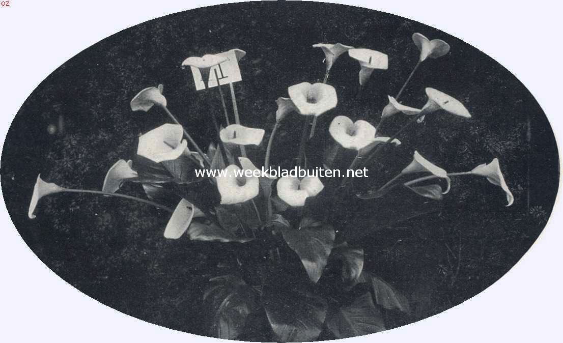 Richardia's of aronskelken. Aronskelken