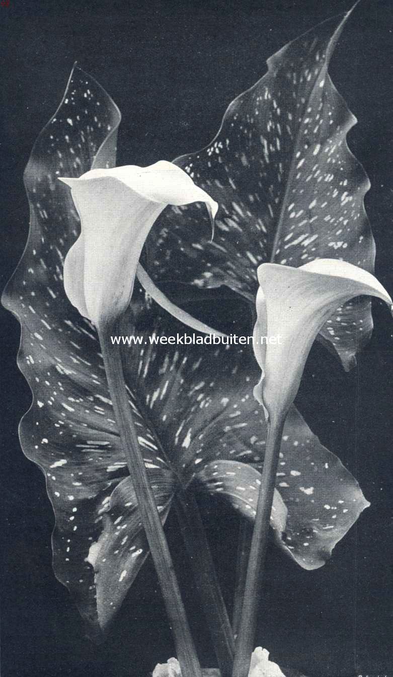 Richardia Elliottiana