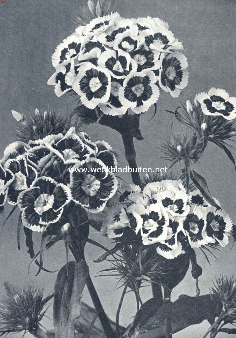 Dianthus Barbatus Oculatus Marginatus Grandiflorus (duizendschoon).  (Uit: 
