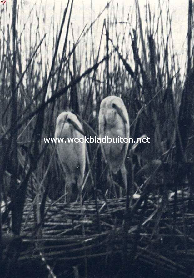 Jonge zilverreigers in het nest