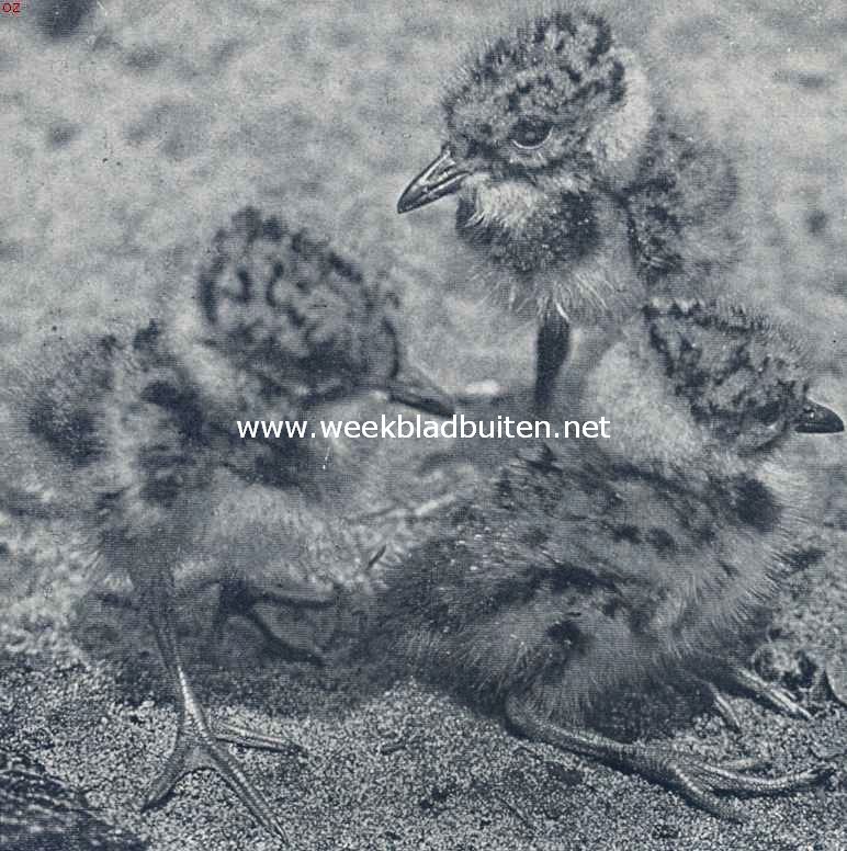 De zomer is de tijd der jonge vogels: jonge kieviten
