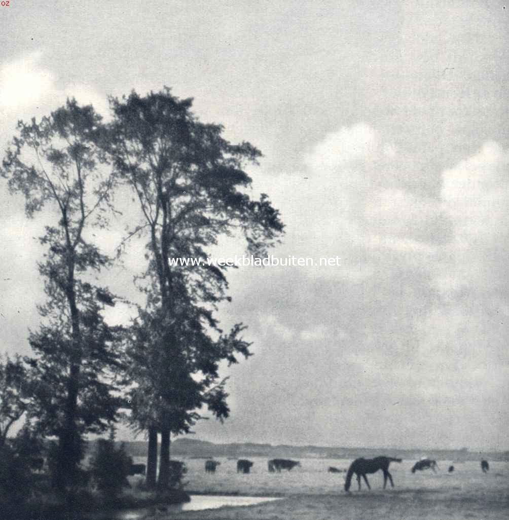 Zomer in den polder