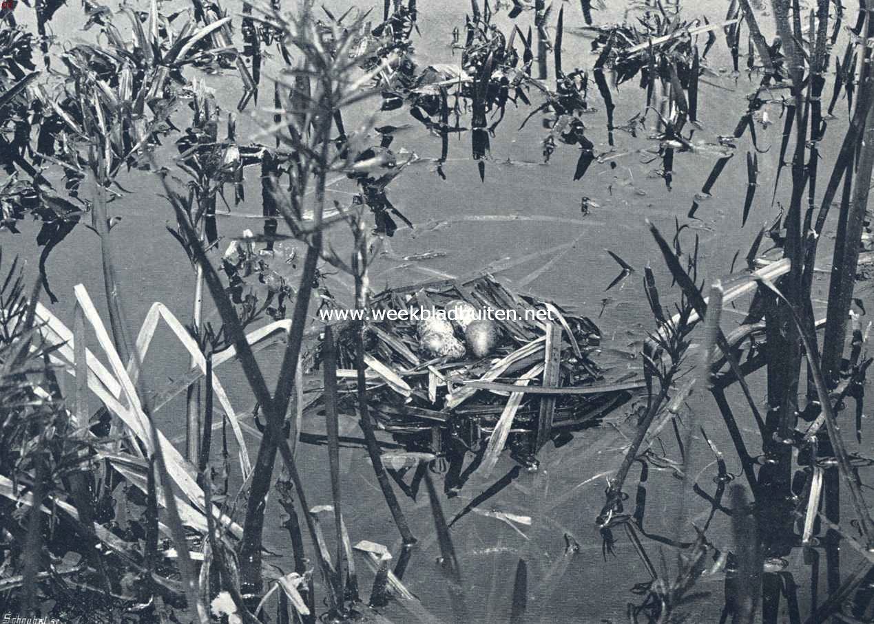Nest en eieren van de zwarte stern