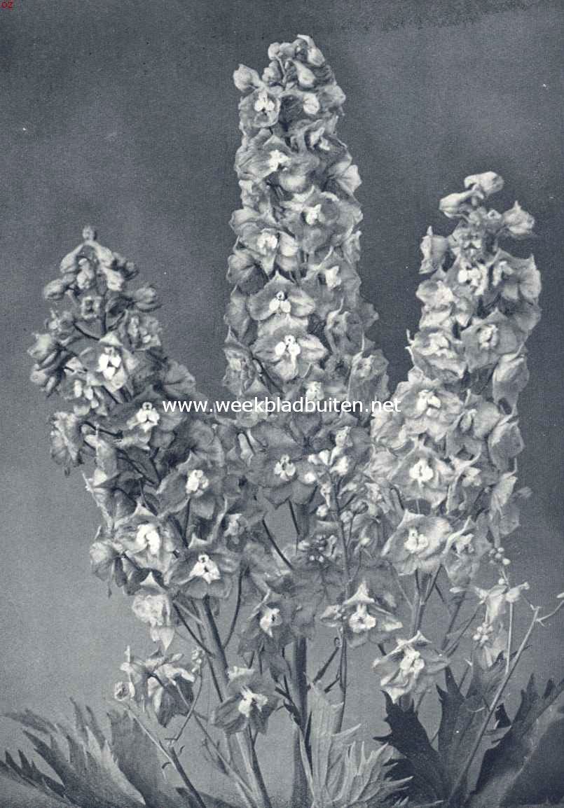Delphinium Elatum Hybridum, ridderspoor. Foto uit: Uit: 