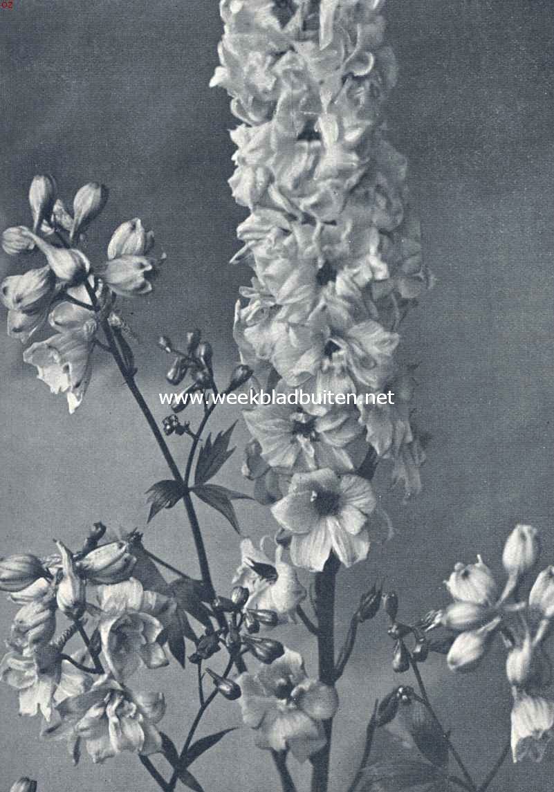 Delphinium Elatum Hybridum, stokroosbloemige ridderspoor. Foto uit: Uit: 