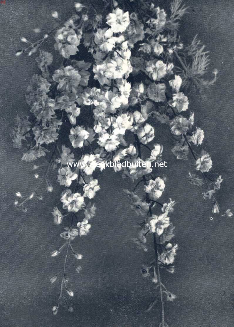 Delphinium Consolida Fl. Pl., violier-riddersporen. Foto uit: Uit: 