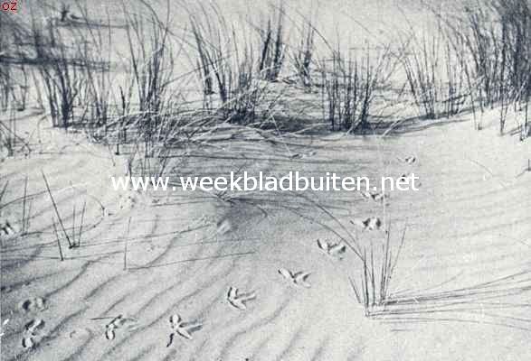 De wulp. Spoor van den wulp in het duin