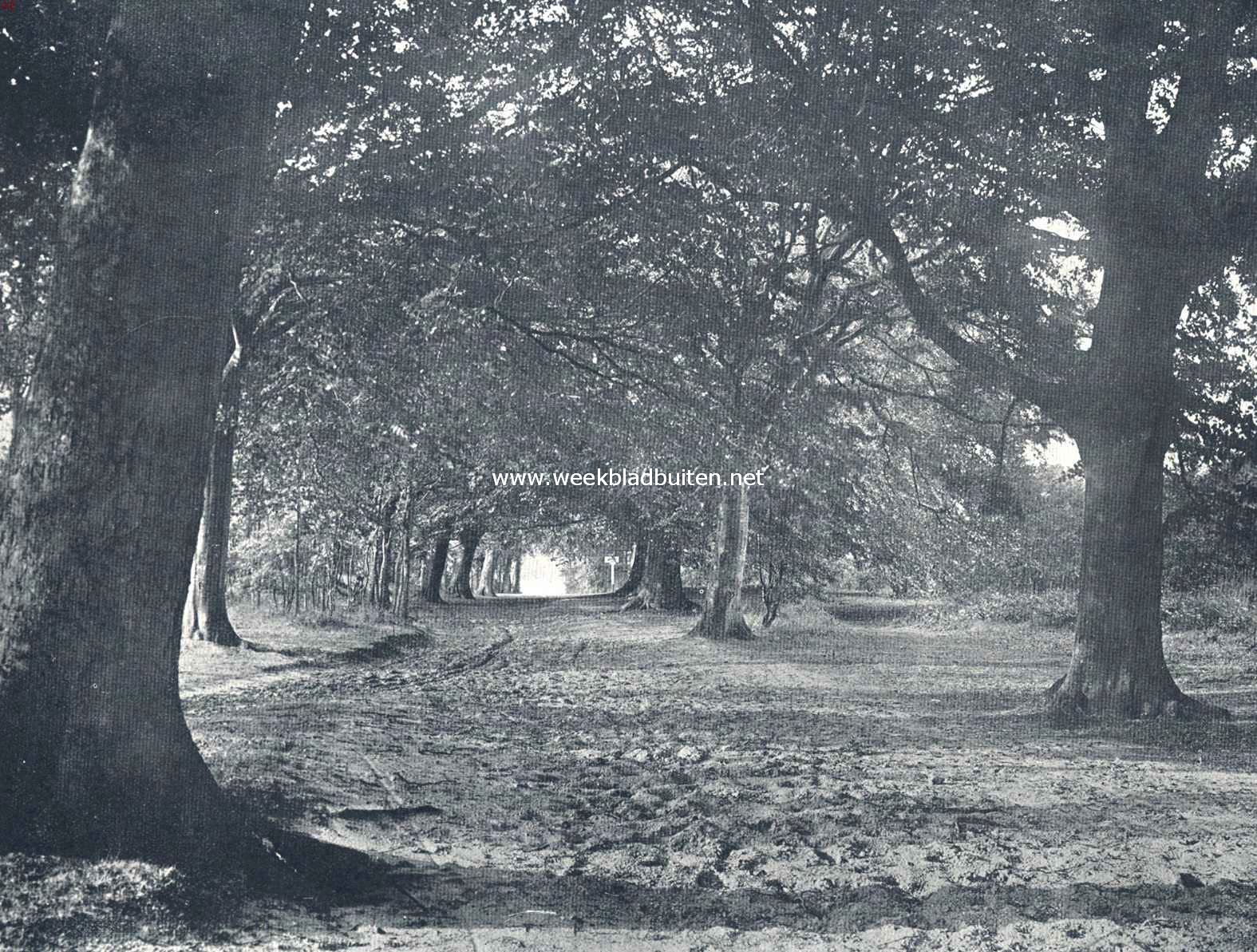 In het bosch. Onder beuken groei niet veel 