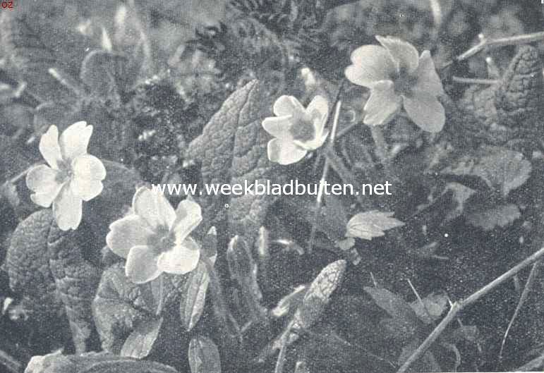 In het bosch. Voorbije bloemenpracht. Stengellooze sleutelbloem