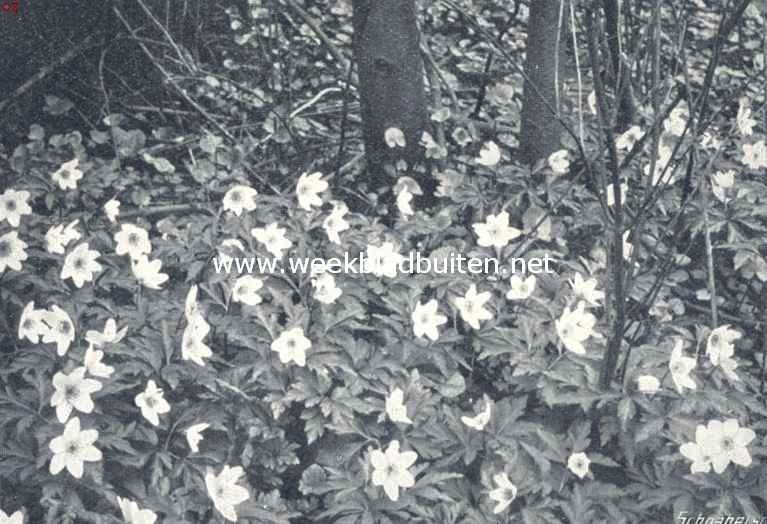 In het bosch. Voorbije bloemenpracht. Boschanemonen