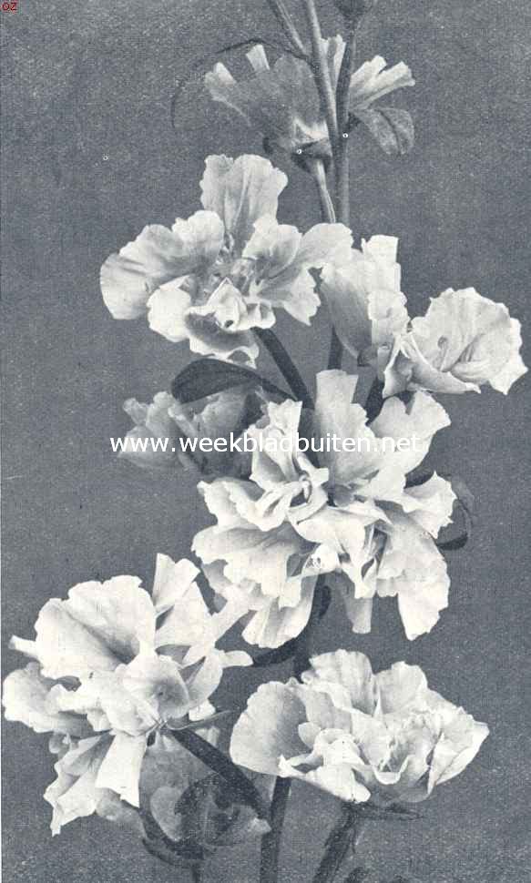 Godetia 