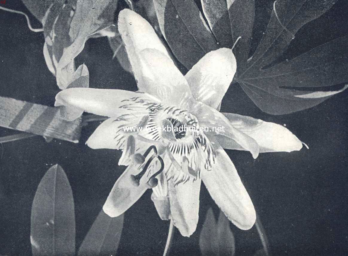 De Passieflora of lijdensbloem. De passiebloem