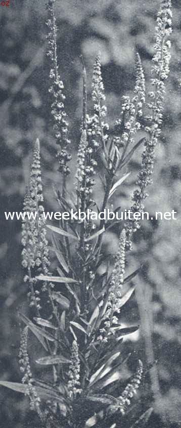 Wouw (wilde reseda)