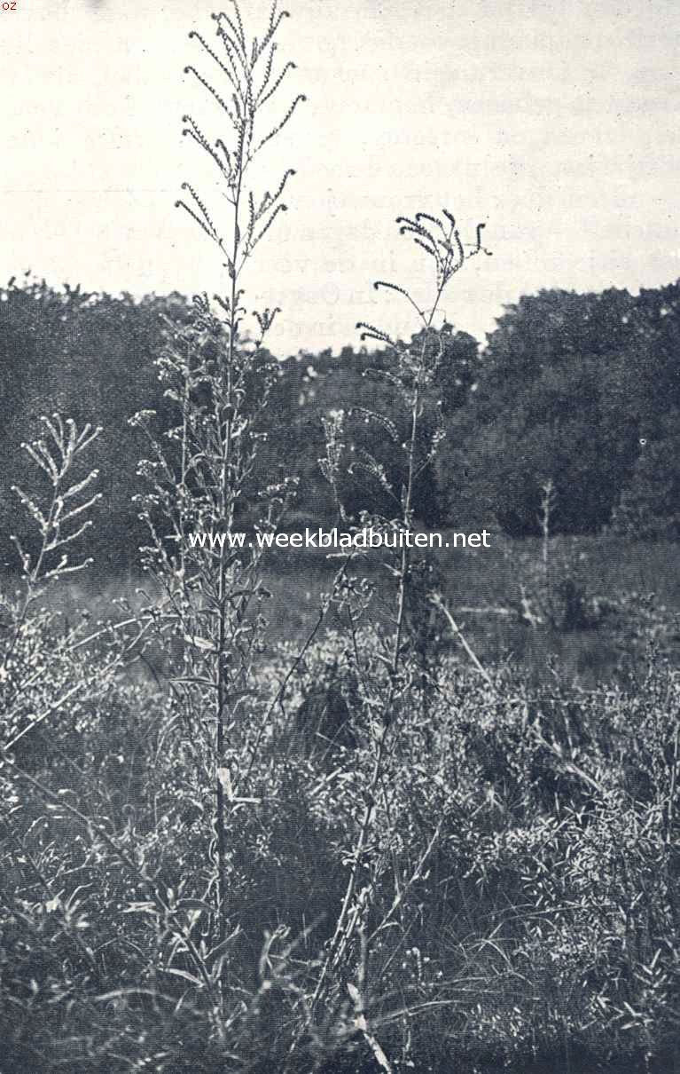 Zomer in de duinen. Ossetong