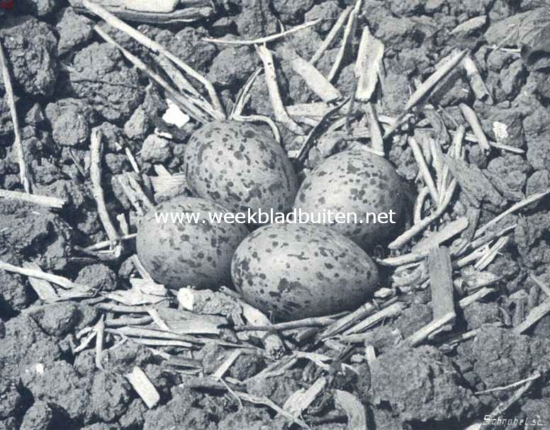Nest met eieren van de scholekster