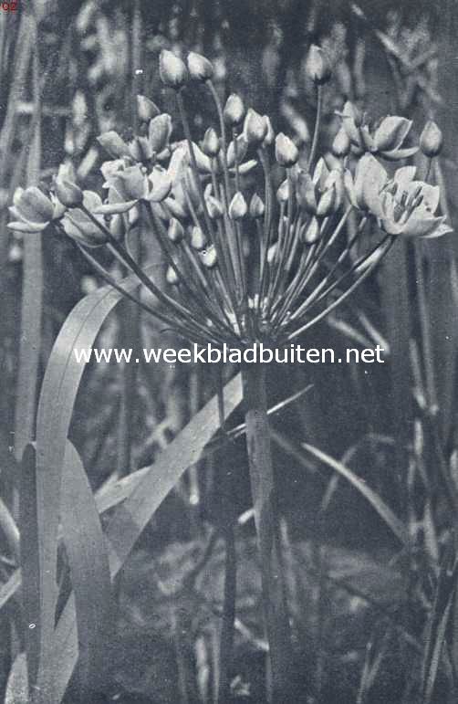 Zwanebloem