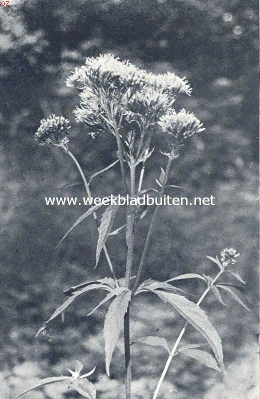 Leverkruid