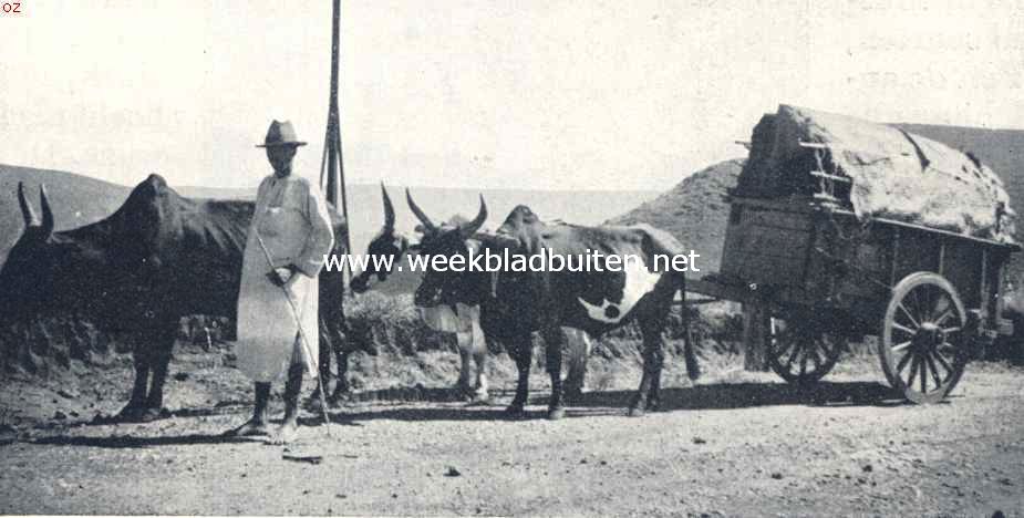 Transport per zeboewagen op Madagascar