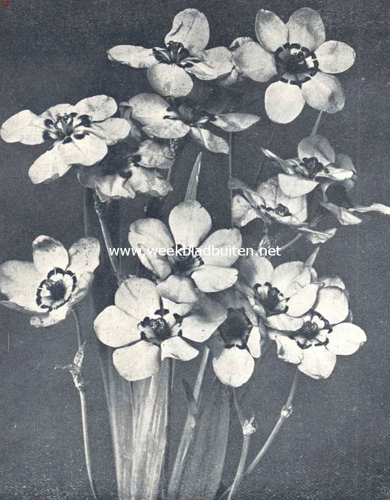 Streptanthera Cuprea