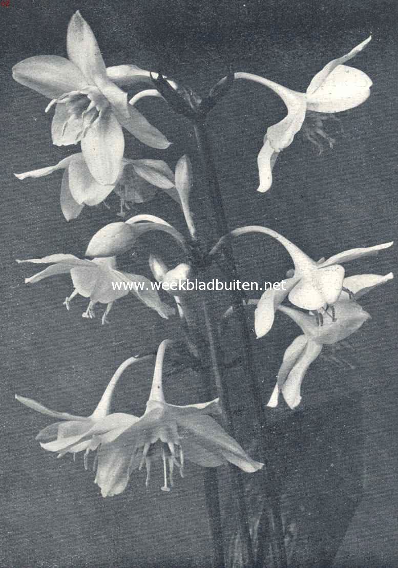 Eucharis Amazonica