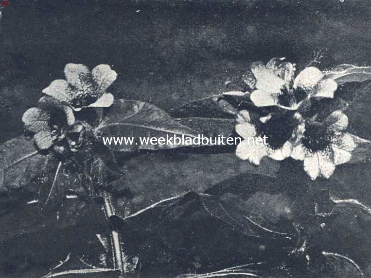 Bilzenkruid