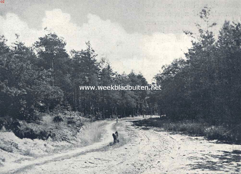 Een fraaie hessenweg in het Roekelsche Bosch bij Ede