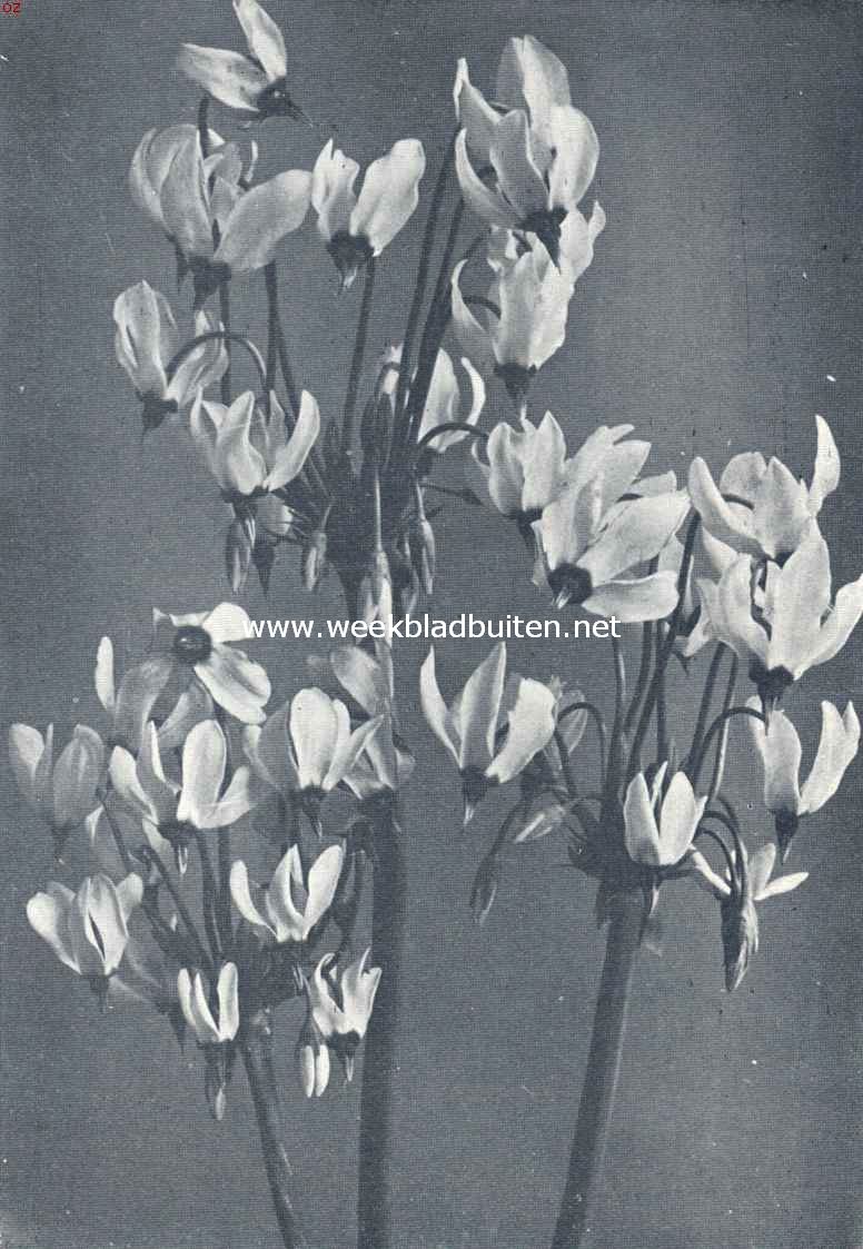 Dodecatheon Meadia
