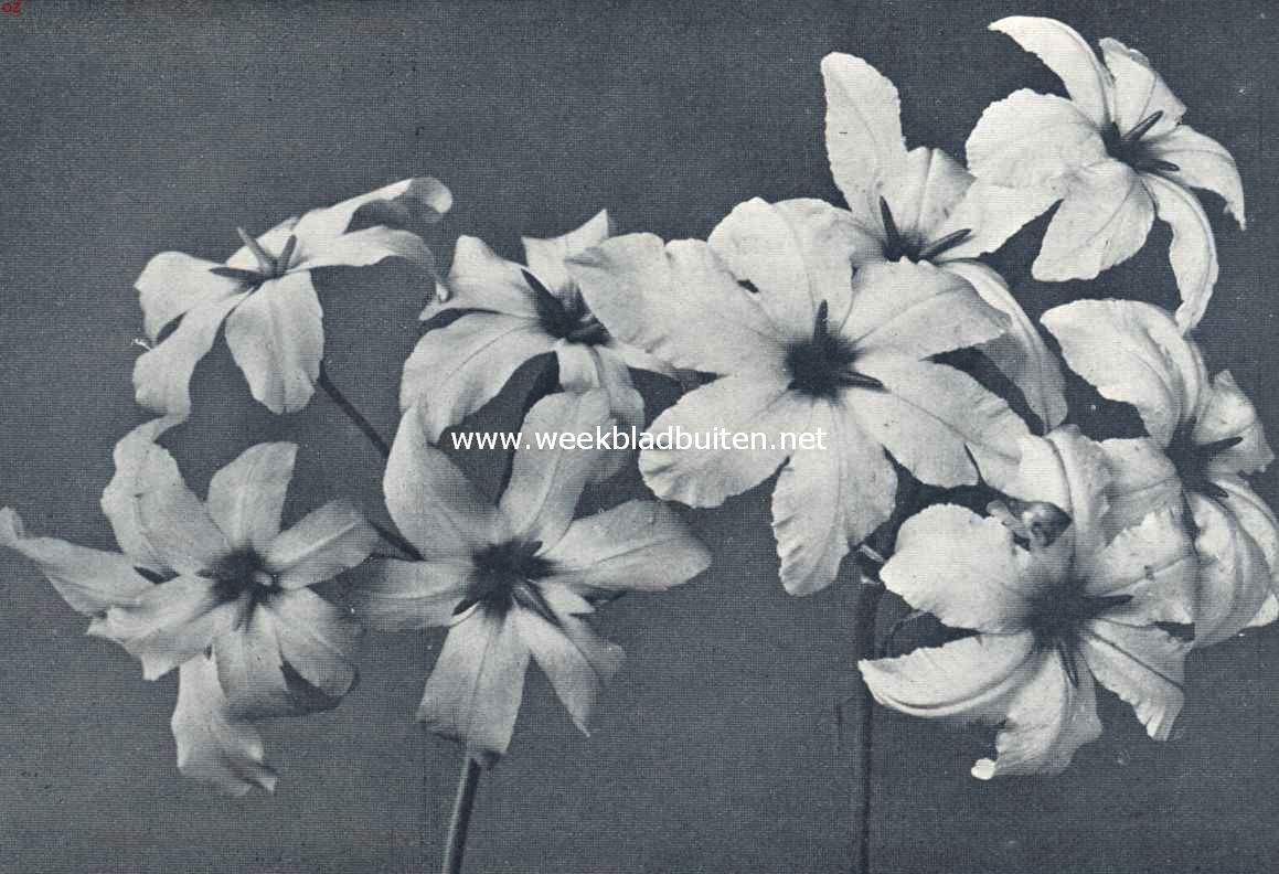 Leucocoryne Ixioides (Odorata)