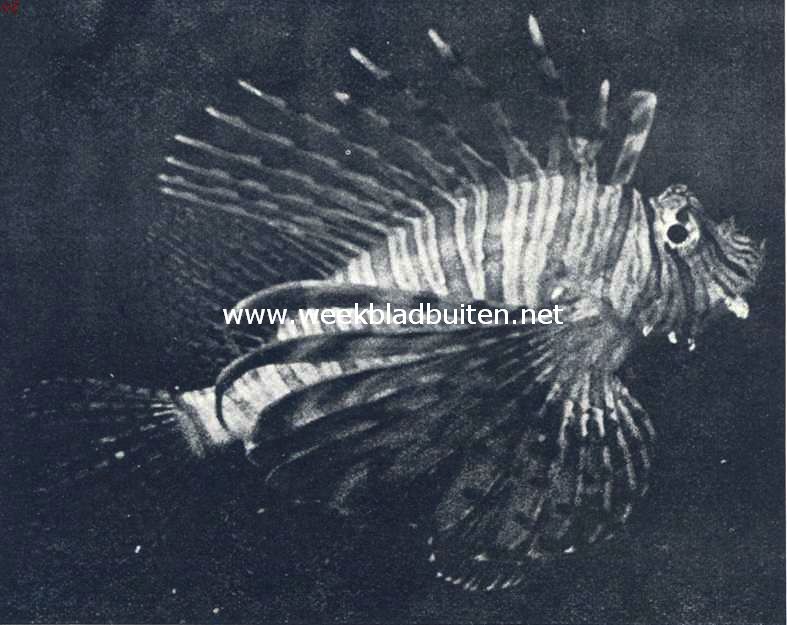 Pterois Volitans, van terzijde gezien. Een krachtigen in allerlei roode tinten pronkende koraalvisch, met gevreesde lange vinstralen (Foto's bij dit artikel: L. Trabut, Proprit exclusieve de l'Aquarium du Muse Ocanographique de Monaco)