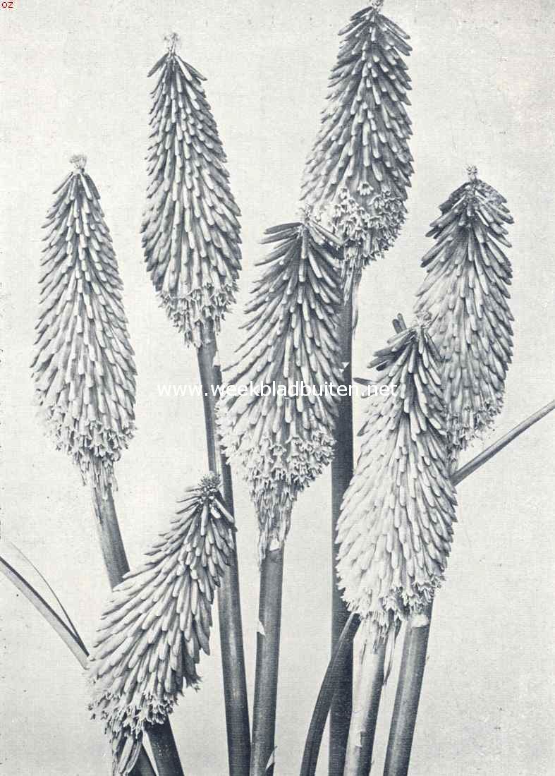 Kniphofia Corallina