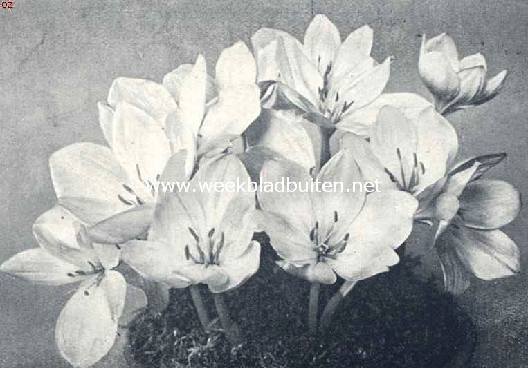 Colchicum Bornmleri