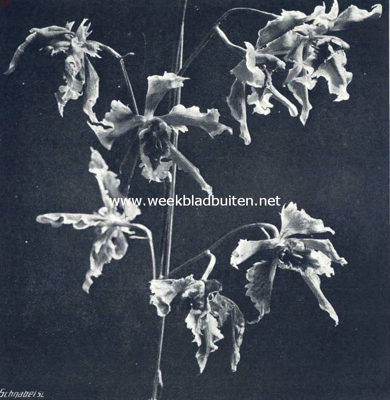 Coelogyne