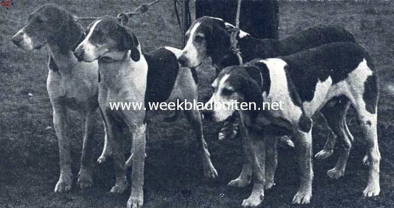 Vier hertienhonden, van de vroegere 
