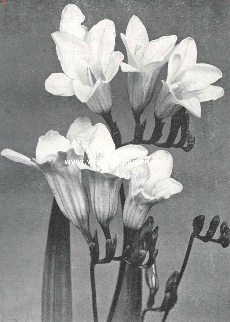 FREESIA'S